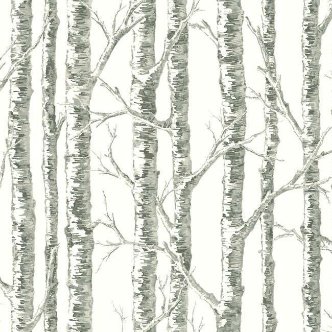 Paper Birch Wallpaper by Black & White Resource Library