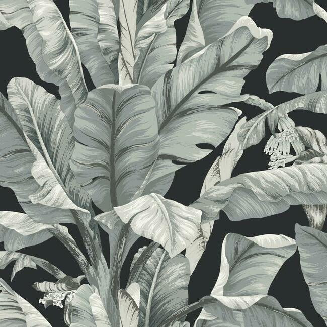 Banana Leaf Wallpaper by Black & White Resource Library