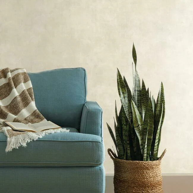 Plaster Finish Wallpaper by Magnolia Home Vol. 2