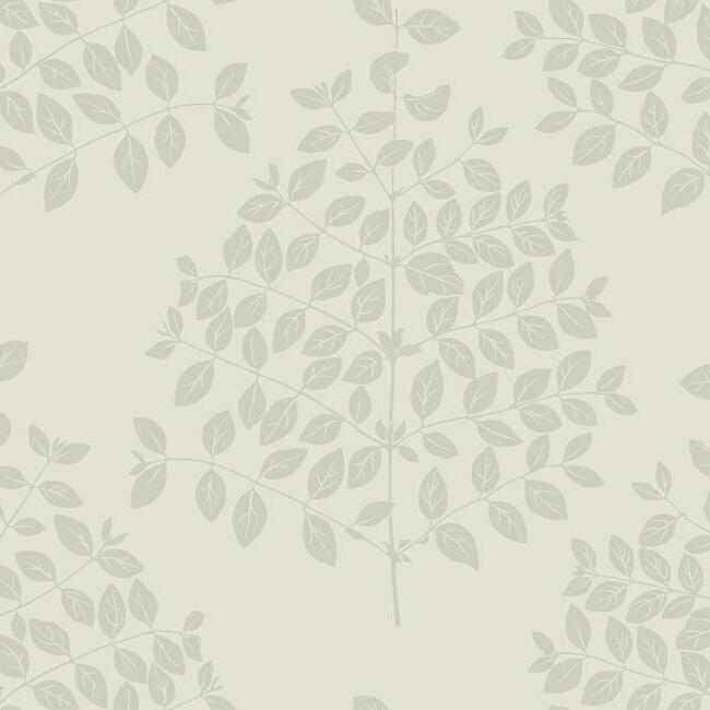 Tender CREAM/SILVER