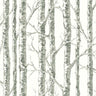 Paper Birch Wallpaper by Black & White Resource Library